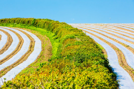 A crop covered in rows of plastic sheeting in a field on the Furnes peninsular, South Cumbria, UK.