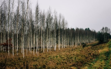 forest of Silver Birch trees in Sweden in Winter