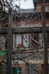telaraña en verja