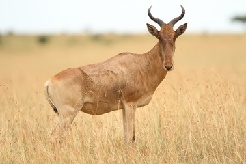 Naklejka na ściany i meble Hartebeest antelope, Topi in the wilderness of Africa