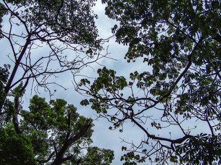 tree trunk