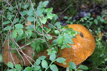 mushroom in forest