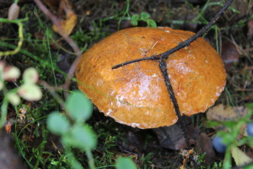mushroom in forest