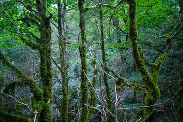 horizontal photo - a magical forest. Old trees covered with moss on the banks of a mountain river.