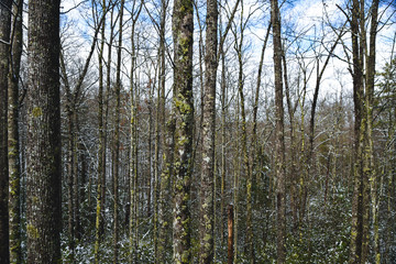 Pickett CCC Memorial State Park in Central Tennessee in the United States