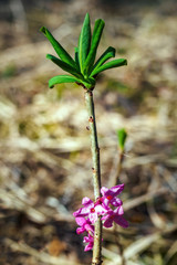 February daphne blooming in spring day, vertical view of flower of Daphne mezereum