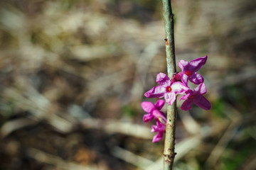Flowers of Daphne mezereum, February daphne blooming in spring day. Copy space, close-up