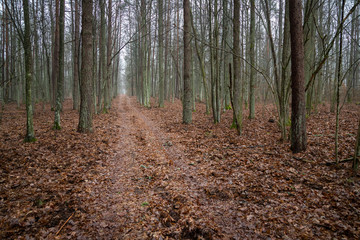 Forest road in the forest Knyszyn (Poland)
