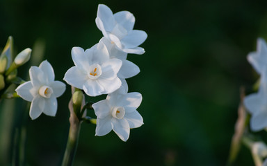 White lily