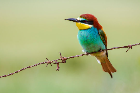 European bee-eater, Merops apiaster, beautiful colorful bird sitting on a barbed wire.