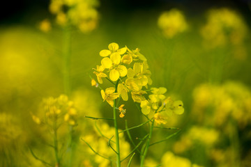 Close up of oilseed mustard flower plant. Yellow flowers. The bee collects honey.