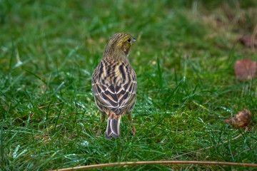 Yellow Bunting Bird on the grass