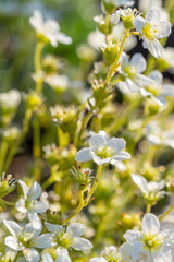 little white blossoms in green