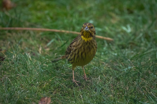 Yellow Bunting Bird on the grass
