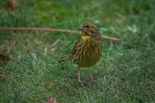 Yellow Bunting Bird on the grass