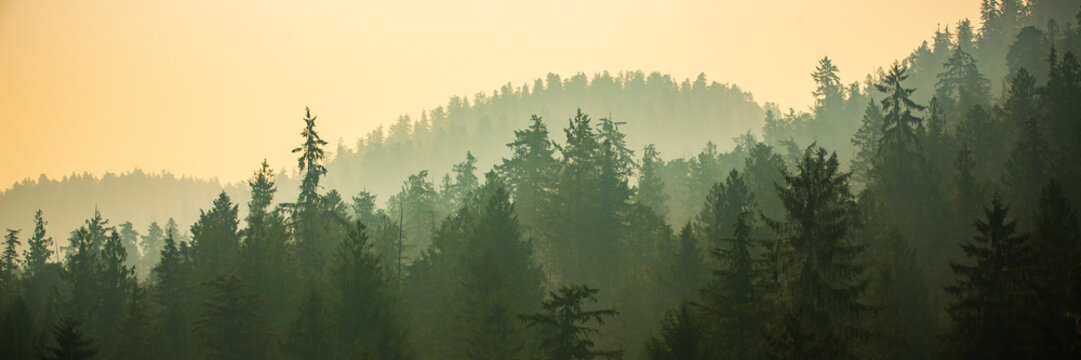 Panoramic View Of Forest