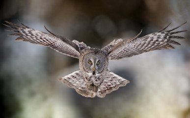 Obraz premium Great Gray Owl in Canada 