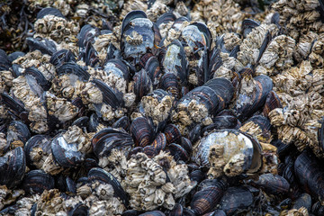 mussels and barnacles of the ocean