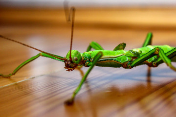 Stick insect sits on the surface and waits. Incredible insect sitting and wooden surface.