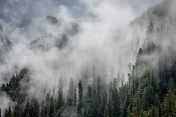 Misty trees of british columbia's rainforest - obrazy, fototapety, plakaty