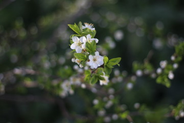Blooming cherry branches against the blue sky on a sunny day