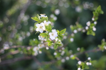 Blooming cherry branches against the blue sky on a sunny day