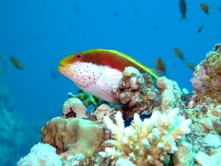 Freckled Hawkfish (Paracirrhites forsteri). Taken in Red Sea,Egypt.