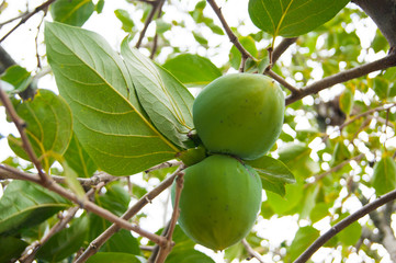 Vertical photo - a magical forest. Old trees covered with moss on the banks of a mountain river.