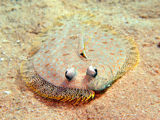 Leopard flounder (bothus pantherinus)
