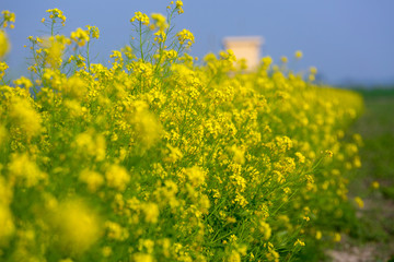 Fototapeta na wymiar Landscape with yellow mustard flower blooming in winter under the sky.