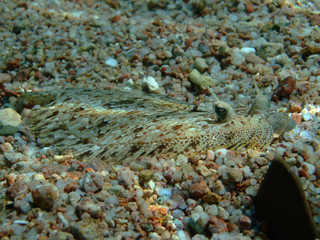 Leopard flounder (bothus pantherinus)