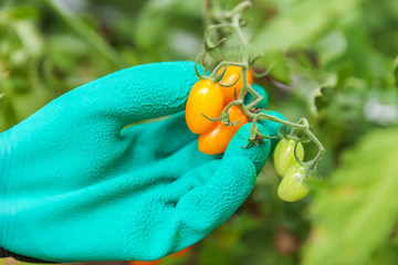 Gardening and agriculture concept. Woman farm worker hand in glove picking fresh ripe organic tomatoes. Greenhouse produce. Vegetable food production. Tomato growing in greenhouse.