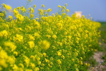 Landscape with yellow mustard flower blooming in winter under the sky.