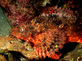 Smallscale scorpionfish (Scorpaenopsis oxycephala). Taking in Red Sea, Egypt.