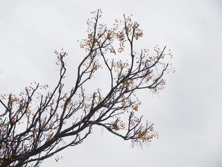 tree in soft white and blue background