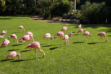 Pink flamingos on a sunny summer day.