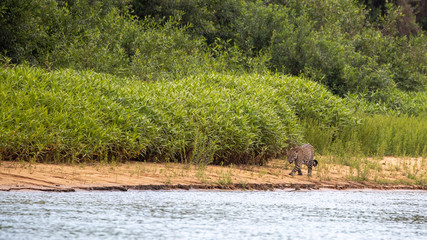 Ein Jaguar Weibchen an einem Flussufer auf der Pirsch