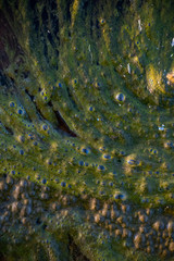 Textures and in the marsh.