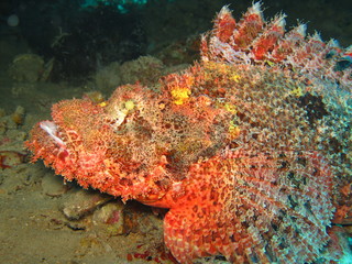 Fototapeta na wymiar Smallscale scorpionfish (Scorpaenopsis oxycephala). Taking in Red Sea, Egypt.