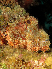Obraz na płótnie Canvas Smallscale scorpionfish (Scorpaenopsis oxycephala). Taking in Red Sea, Egypt.