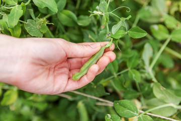 Naklejka na ściany i meble Gardening and agriculture concept. Female farm worker hand harvesting green fresh ripe organic peas on branch in garden. Vegan vegetarian home grown food production. Woman picking pea pods.