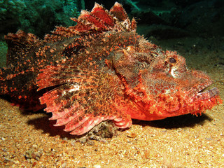 Naklejka na ściany i meble Smallscale scorpionfish (Scorpaenopsis oxycephala). Taking in Red Sea, Egypt.