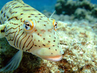 Speckled sandperch (parapercis hexophthalma)