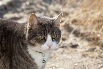 cat with collar