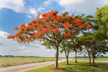 Fototapeta na wymiar Royal Poinciana Tree (Delonix Regia) aka Flame Tree or Peacock Flower