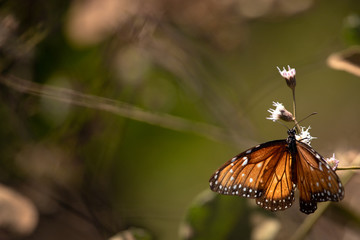 A queen butterfly (Danaus gilippus) feeding on wild flowers in sunlight backlit. Nature delicate background. Orange colors. 
