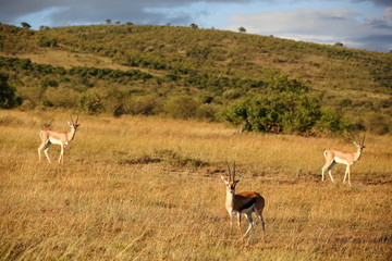 Thomsons gazelle in the wilderness of Africa