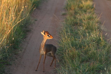 Dik Dik anteleope in the wilderness of Africa