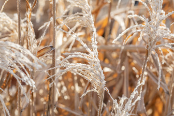 Fototapeta premium pampas grass in winter