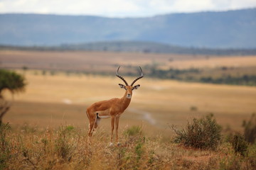 Male impala in the wilderness of Africa